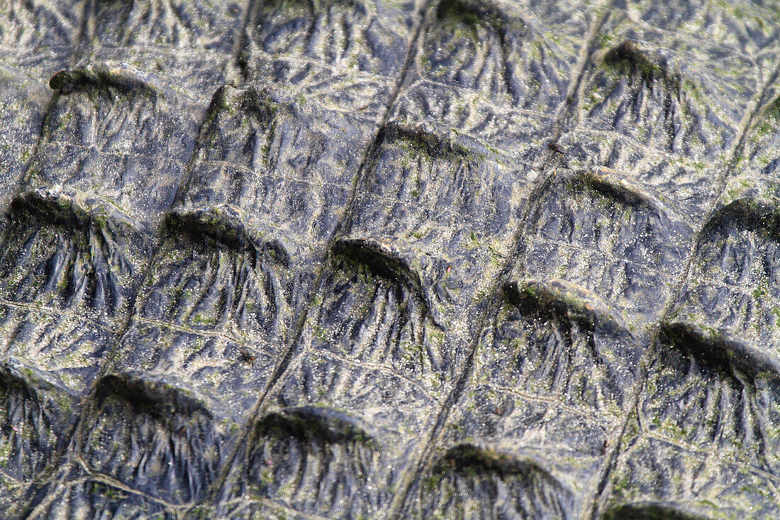 Usa,Florida. Everglades. Alligator