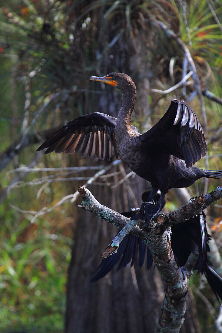 USA, Florida. Everglades. Anhinga (Anhingidae) beim Trocknen seines Gefieders