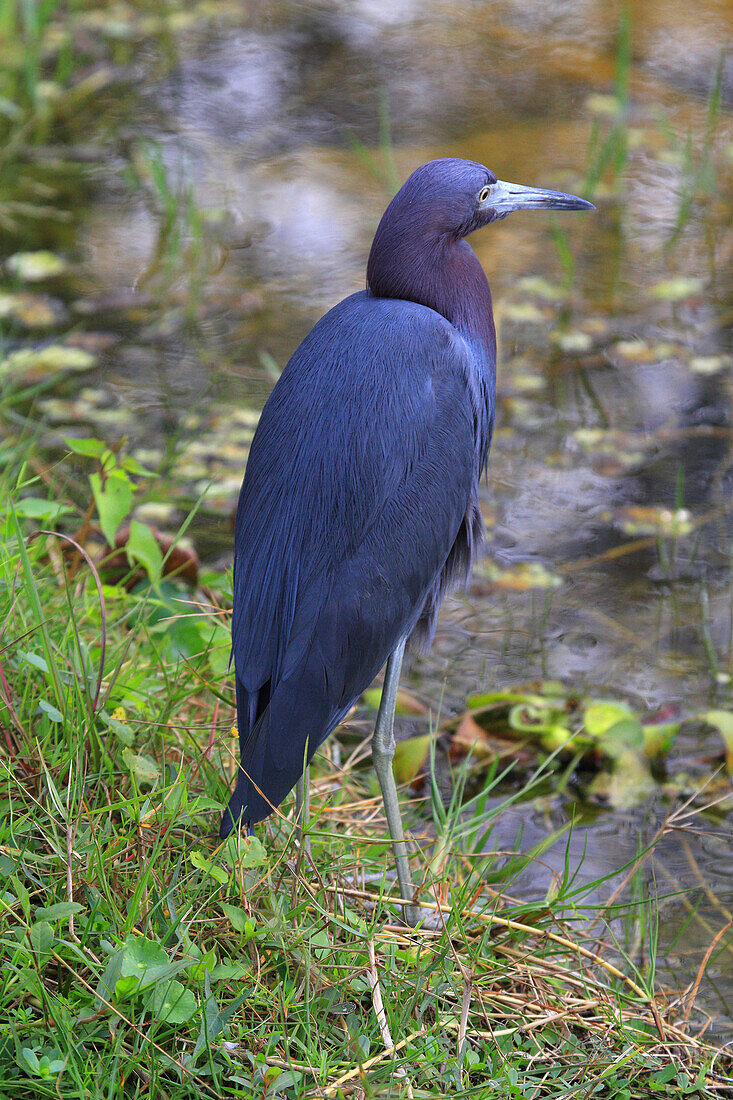 Usa,Florida. Everglades. Loop RoadUsa,Florida. Everglades. Loop Road. Blue heron