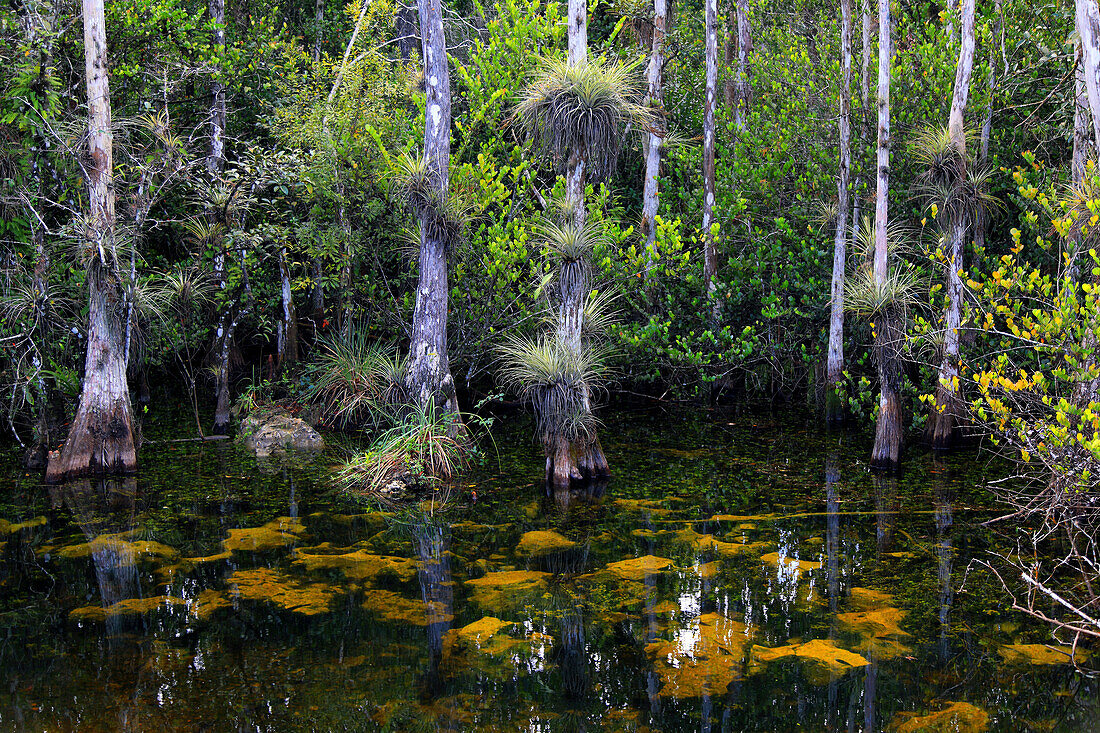 Usa,Florida. Everglades. Loop Road. Cypress trees and swamp