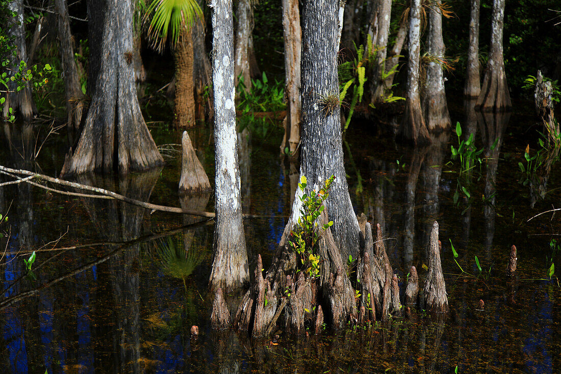 Usa,Florida. Everglades. Schleifenstraße. Zypressen und Sumpf