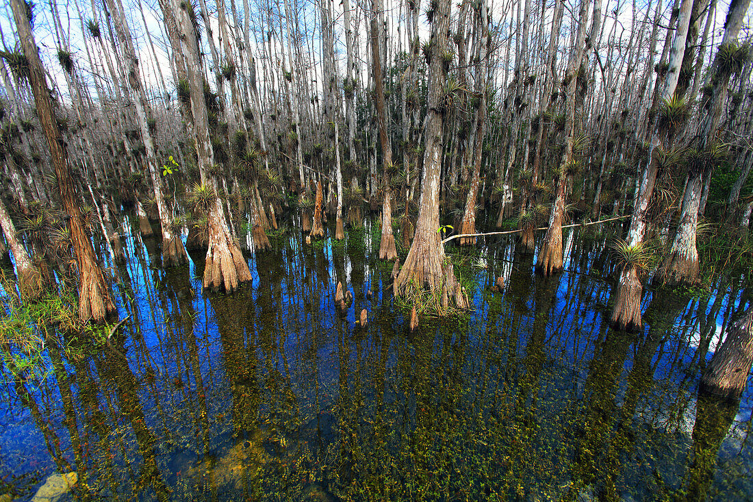 Usa,Florida. Everglades. Loop Road. Cypress trees and swamp