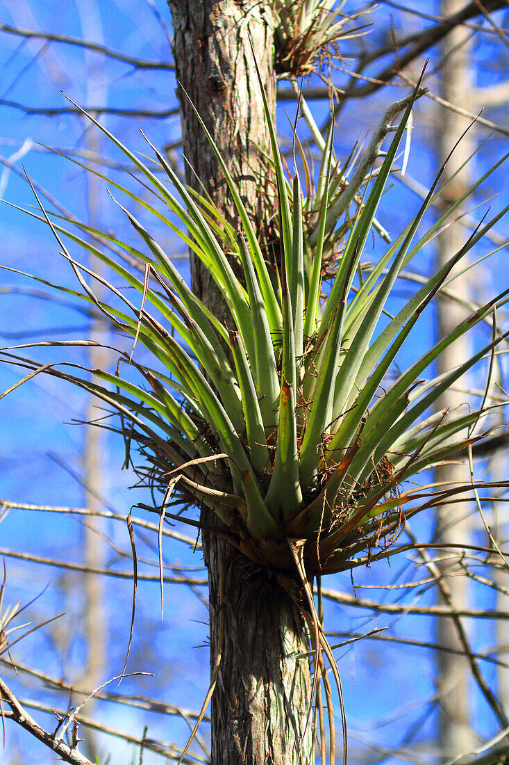 USA, Florida. Everglades. Schleifenstraße. Zypressen und Sumpf. Kardinal (Luftpflanze Tillandsia fasciculata) floraison, wächst auf Baumstamm