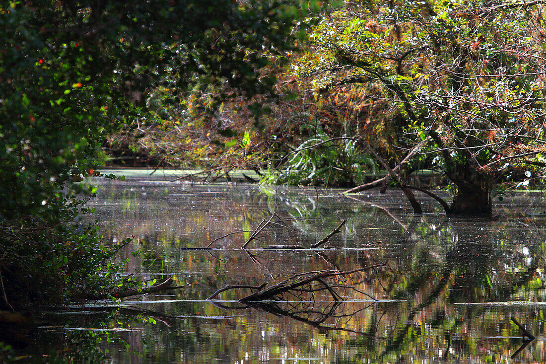 Usa,Florida. Everglades. Loop Road. Cypress trees and swamp