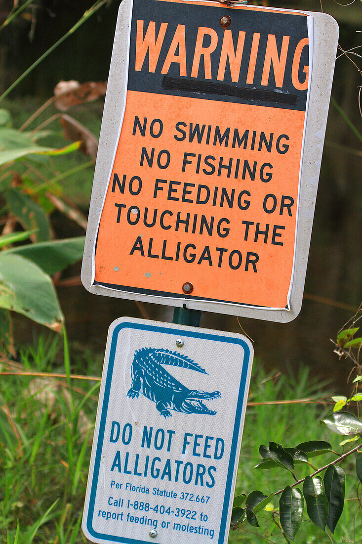 USA, Florida. Everglades. Schleifenstraße. Alligator. Gefahr