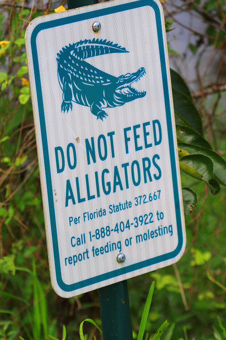 USA, Florida. Everglades. Schleifenstraße. Alligator. Gefahr