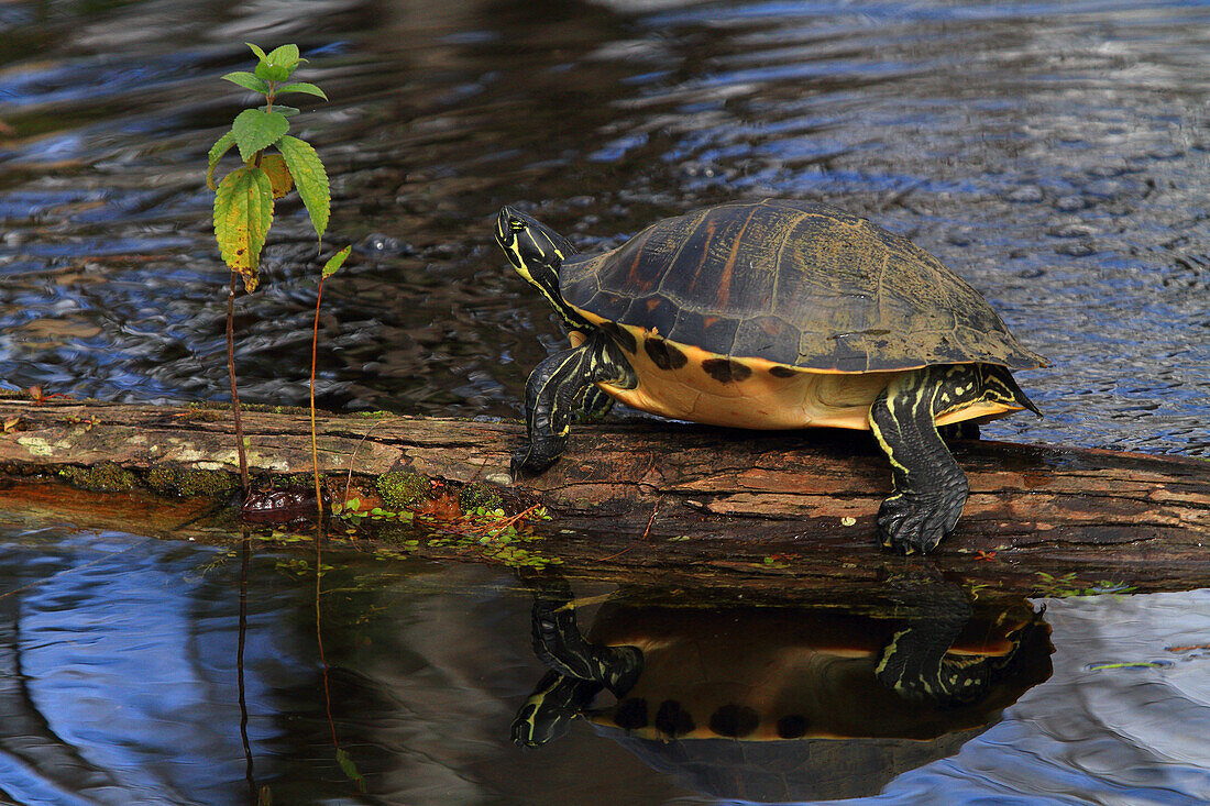 USA, Florida. Everglades. Loop Road. Schildkröte