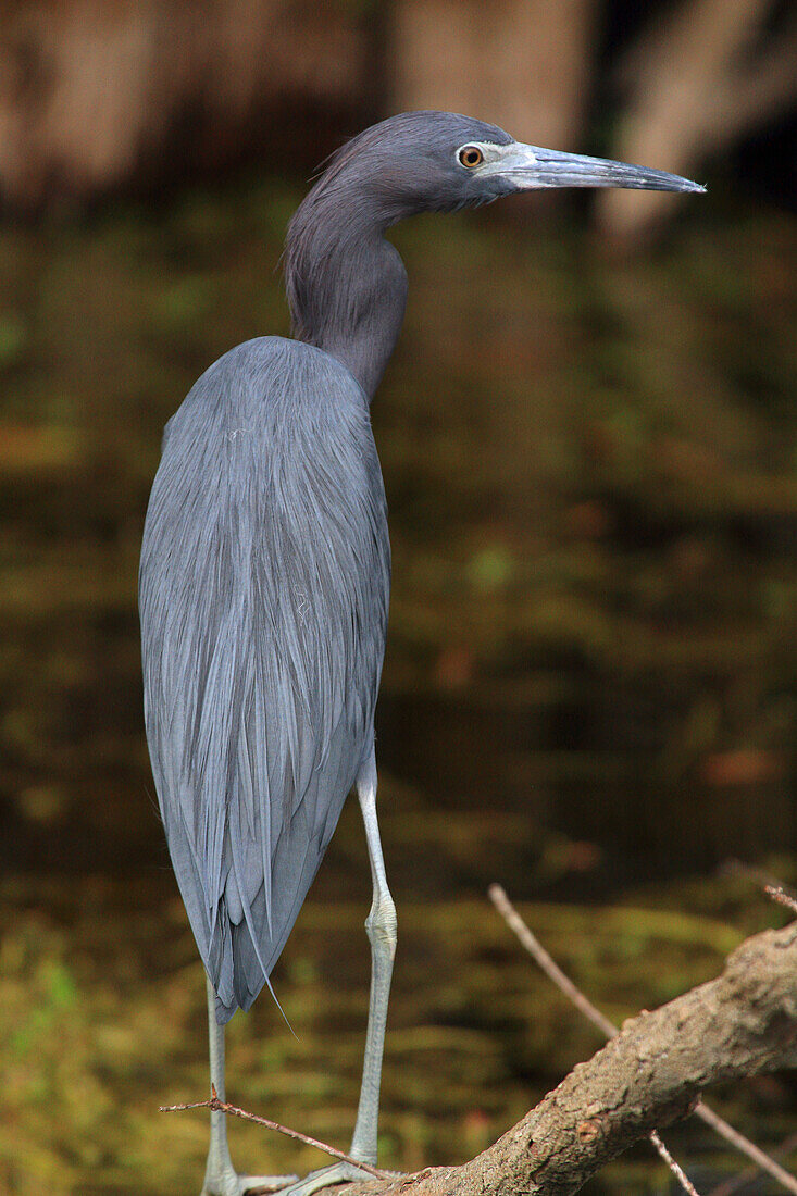 Usa,Florida. Everglades. Loop RoadUsa,Florida. Everglades. Loop Road. Blue heron