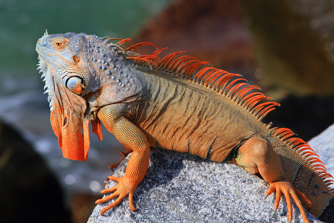 Usa,Florida. Key West. Iguana