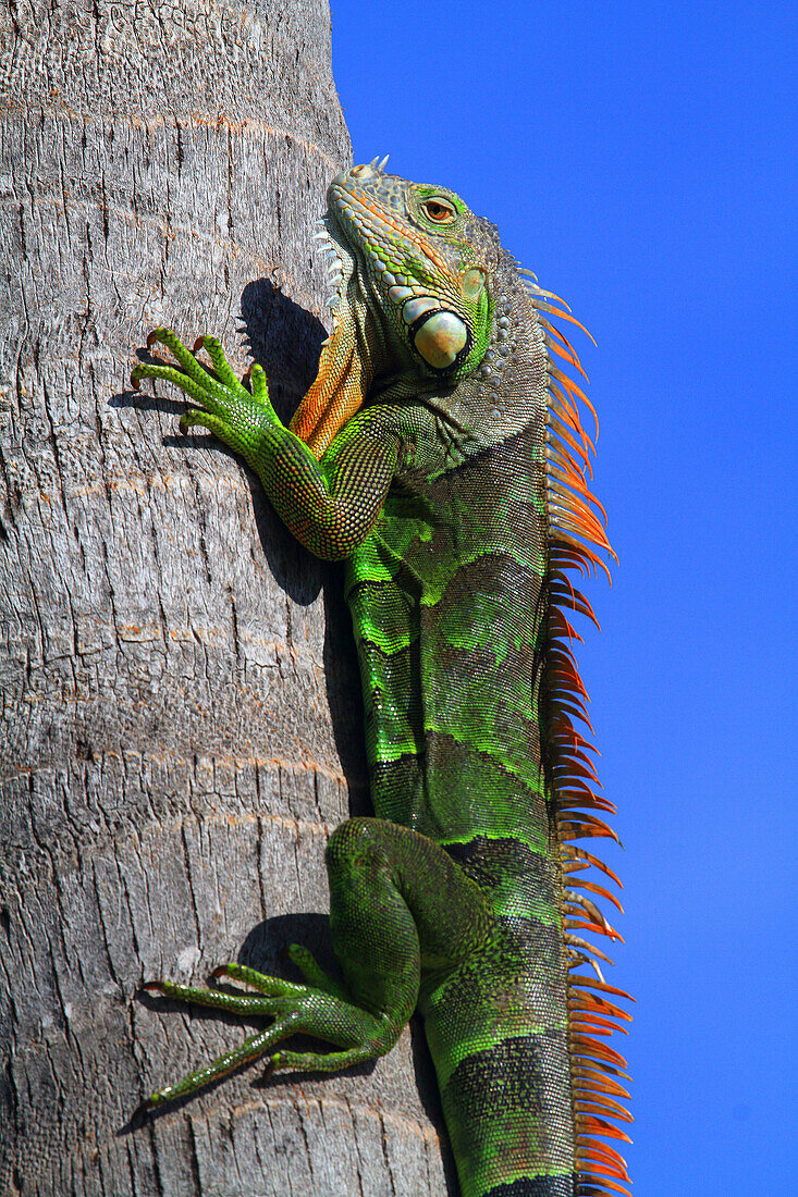 USA,Florida,Miami,Leguan