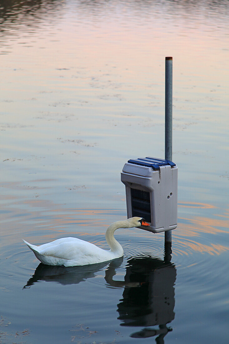 Vereinigte Staaten, Floride, Orlando. See Eola Park