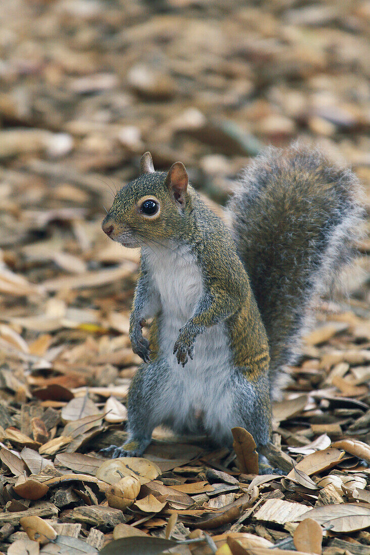 Usa,Floride,Orlando. Squirrel