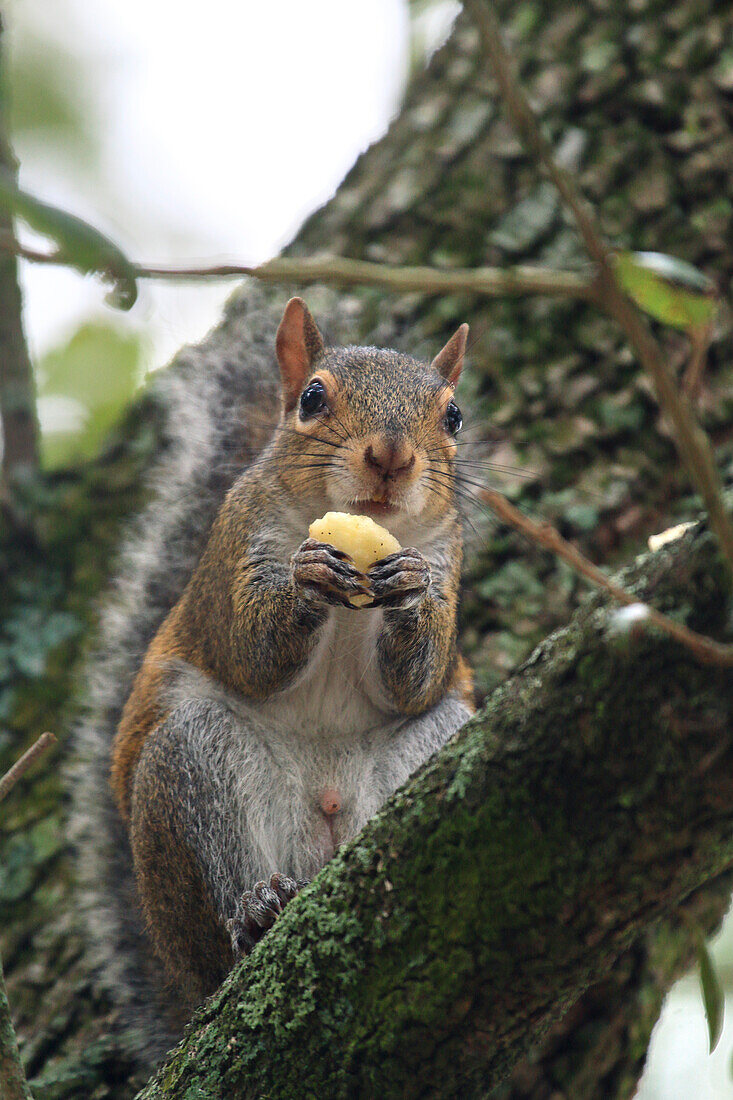 Usa,Floride,Orlando. Squirrel