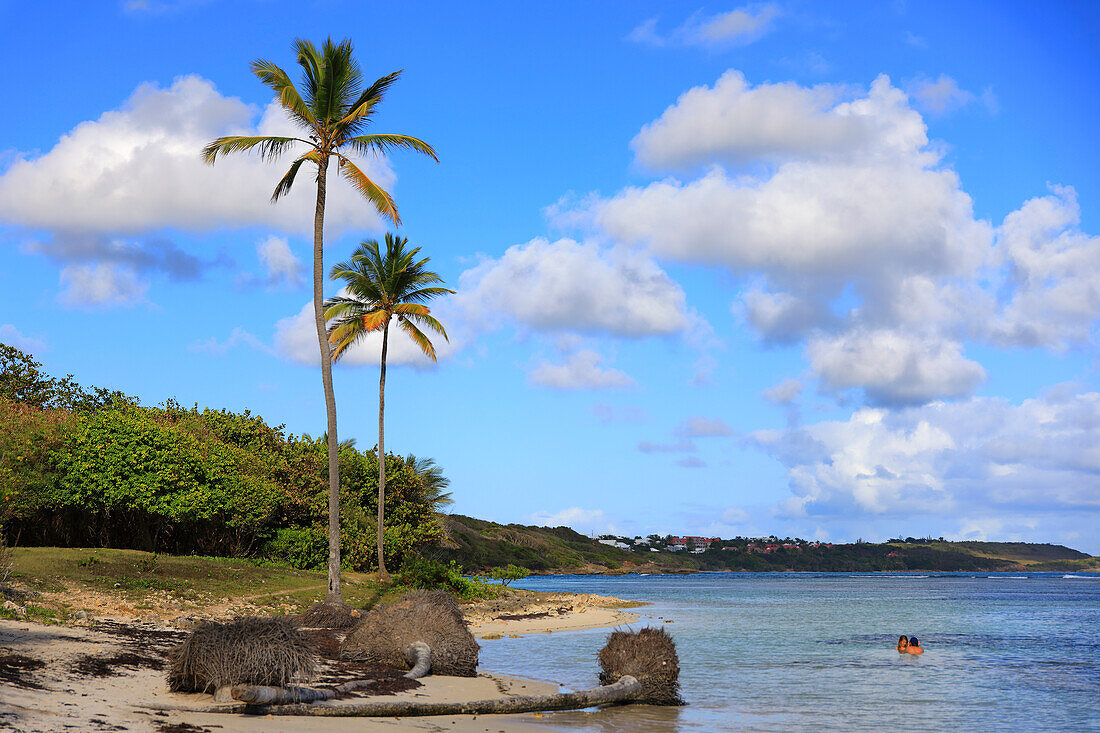 Frankreich, Guadeloupe, steigendes Wasser, Kokosnussstämme im Wasser