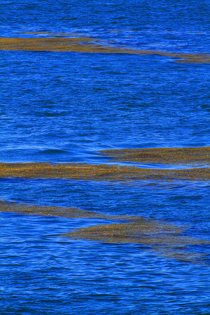 Karibik,Sargassum-Bank