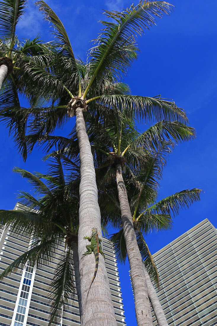 Usa,Florida. Hallandale Beach