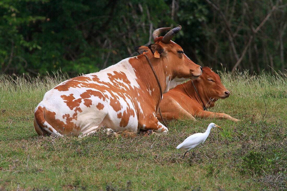 Frankreich, Französische Antillen, Guadeloupe. Rindfleisch