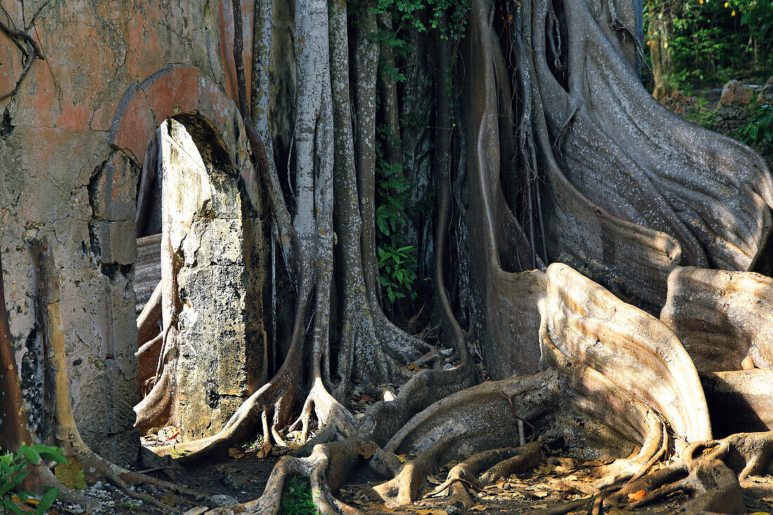 France,Antilles francaises,Guadeloupe. Petit-Canal. Prison overgrown with a cursed fig tree