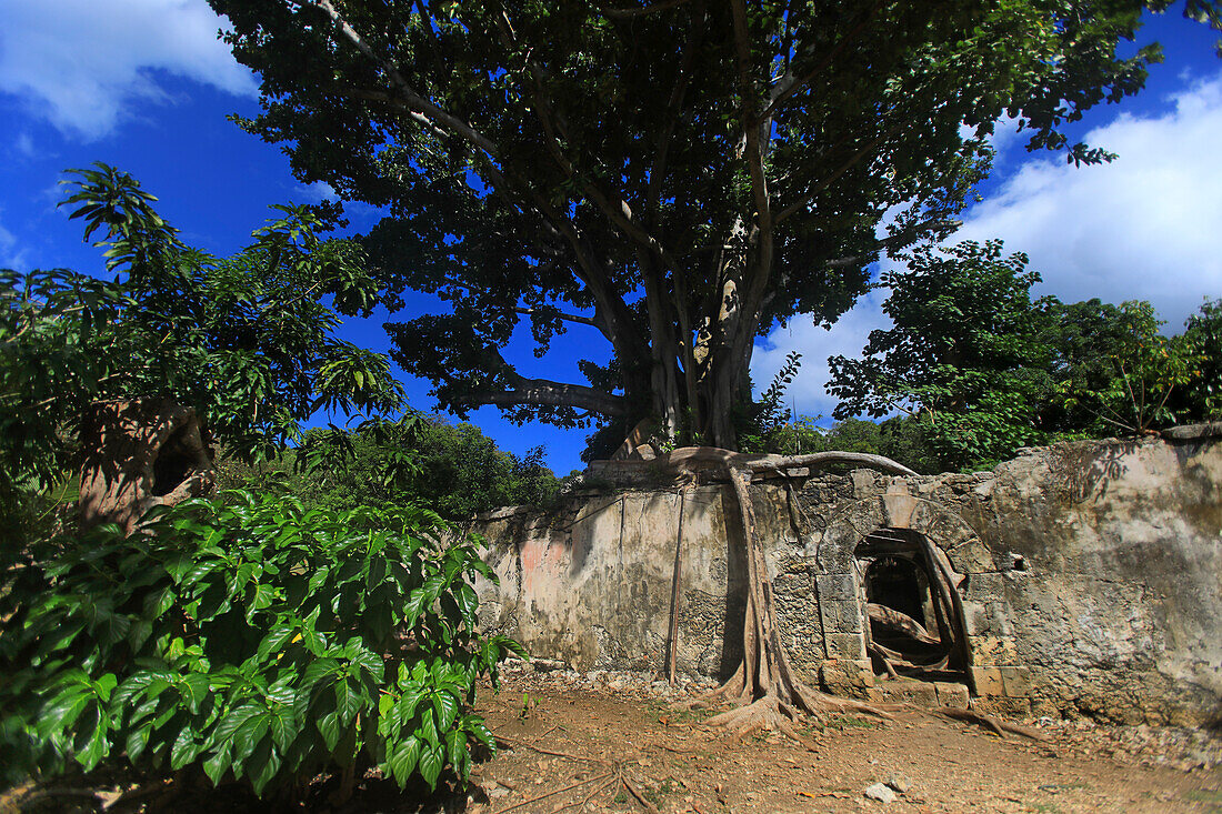 Frankreich,Französische Antillen,Guadeloupe. Petit-Canal. Von einem verfluchten Feigenbaum überwuchertes Gefängnis