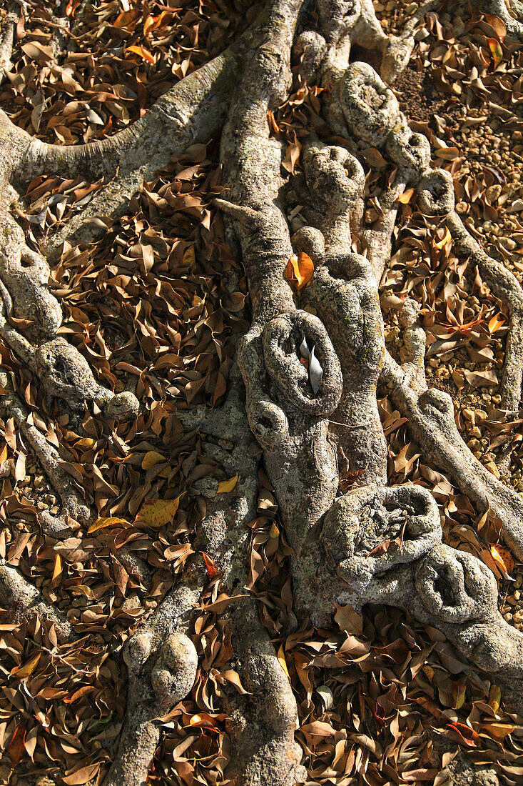 France,French Antilles,Guadeloupe. Roots