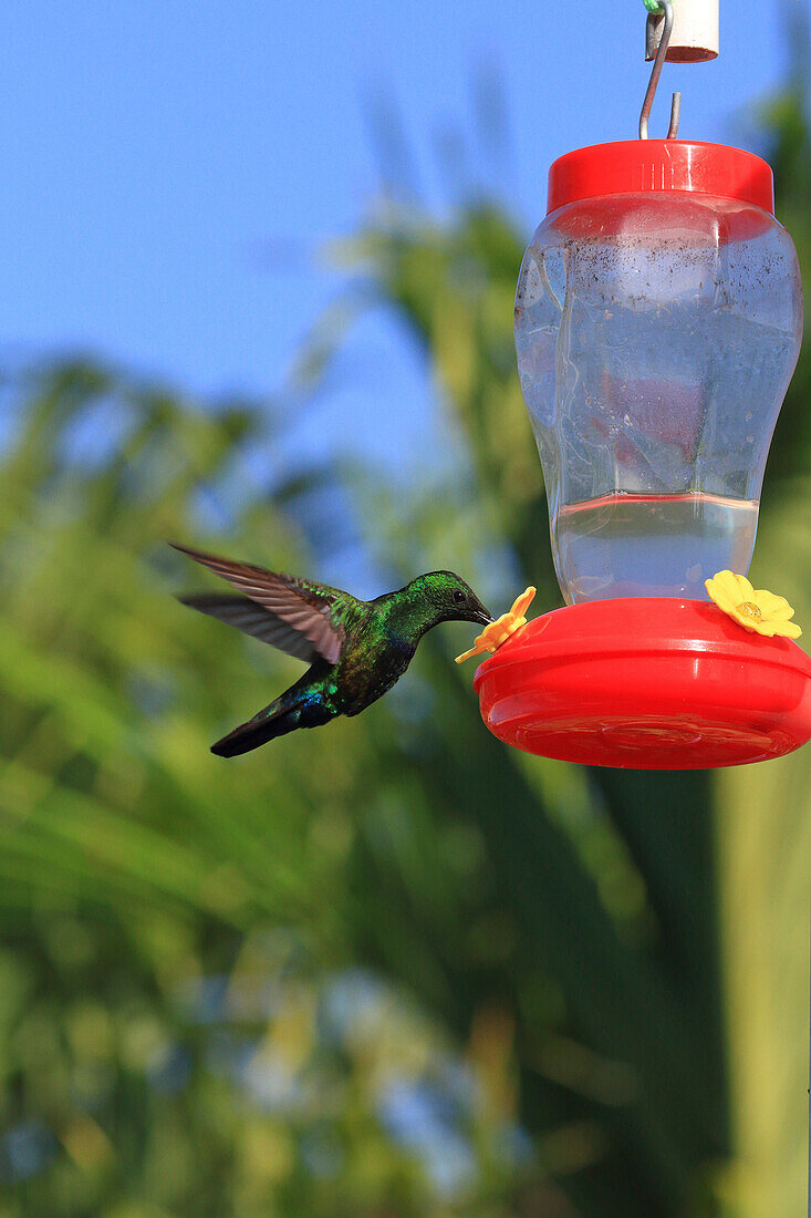 France,French Antilles,Guadeloupe. Humming-bird