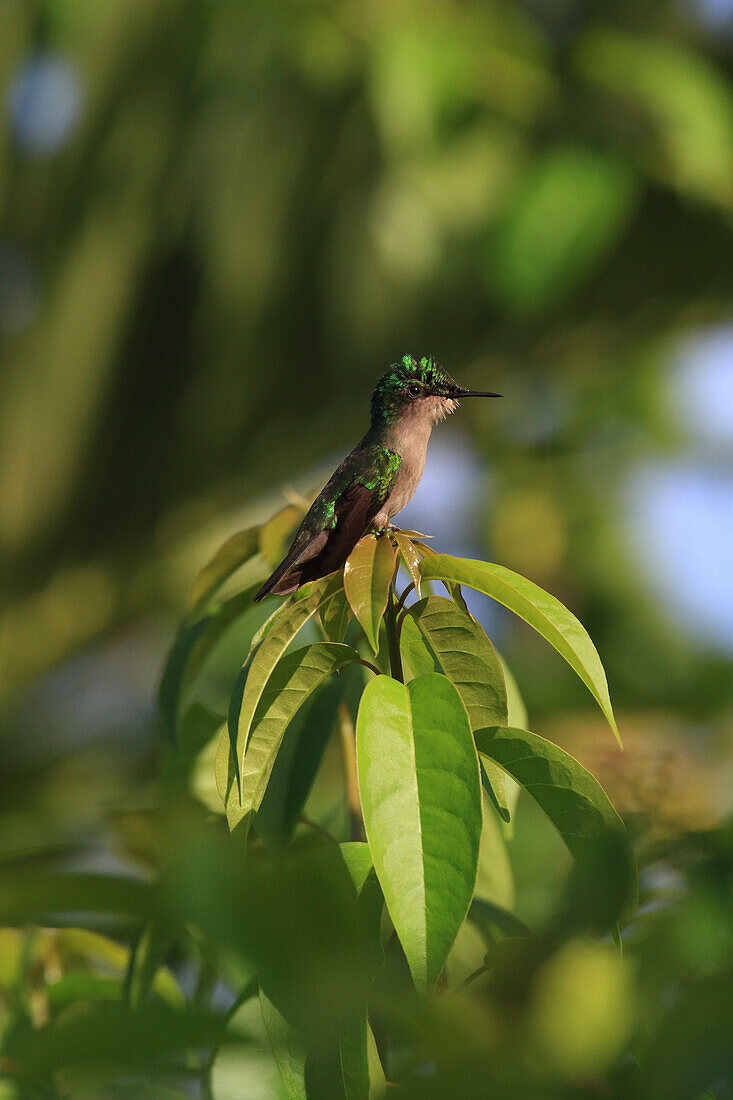 France,French Antilles,Guadeloupe. Humming-bird