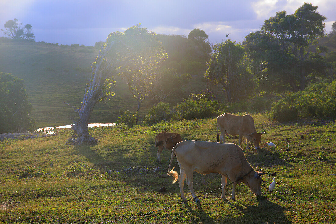 Frankreich,Französische Antillen,Guadeloupe. Le Gosier. Rindfleisch