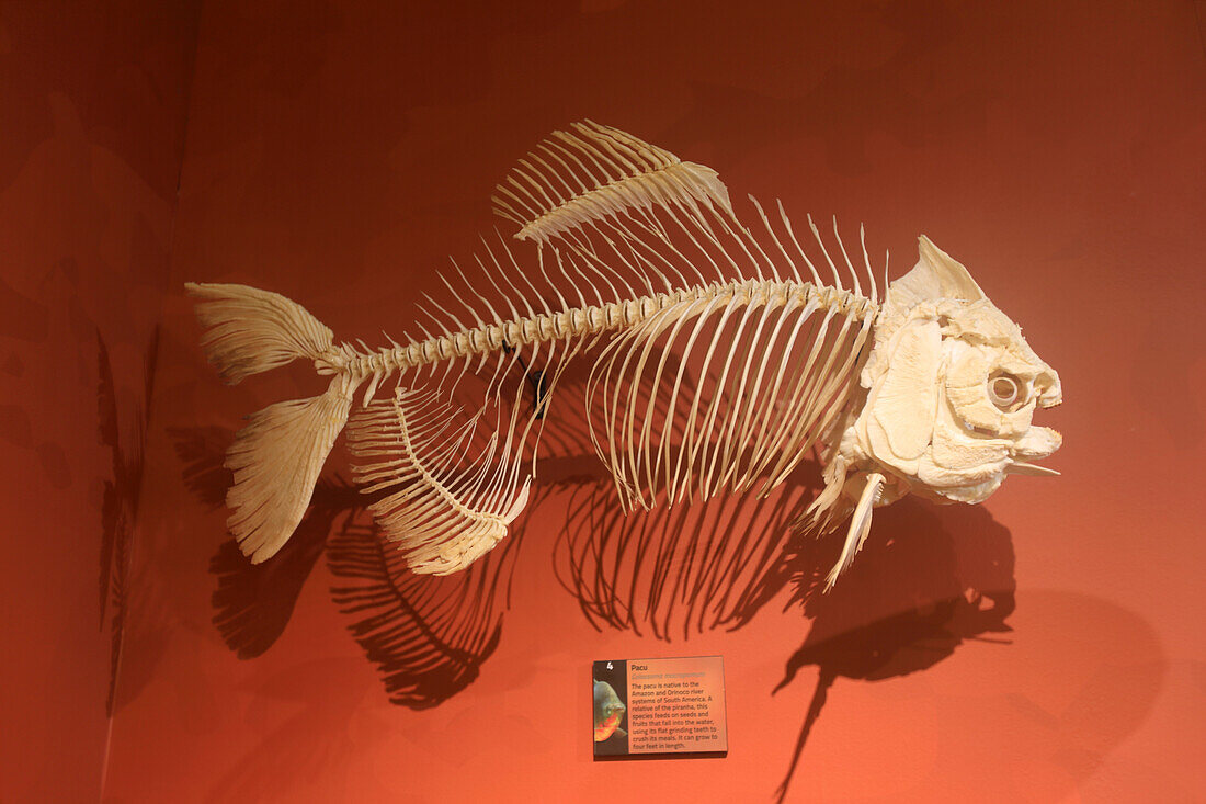 USA, Florida, Orlando. SKELETONS: Museum für Osteologie. Fisch