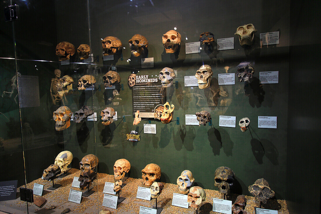 Usa,Floride,Orlando. SKELETONS: Museum Of Osteology. Human skulls