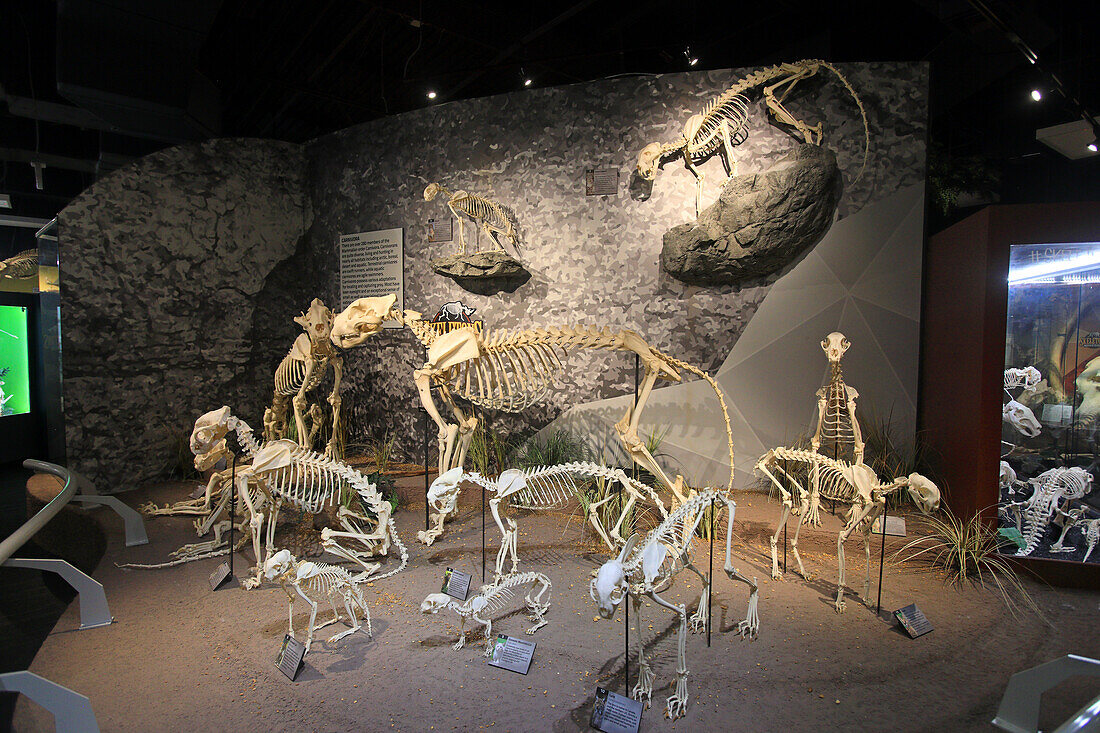 Usa,Floride,Orlando. SKELETONS: Museum Of Osteology