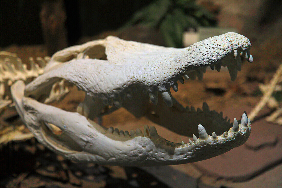 USA, Florida, Orlando. SKELETONS: Museum für Osteologie. Alligator