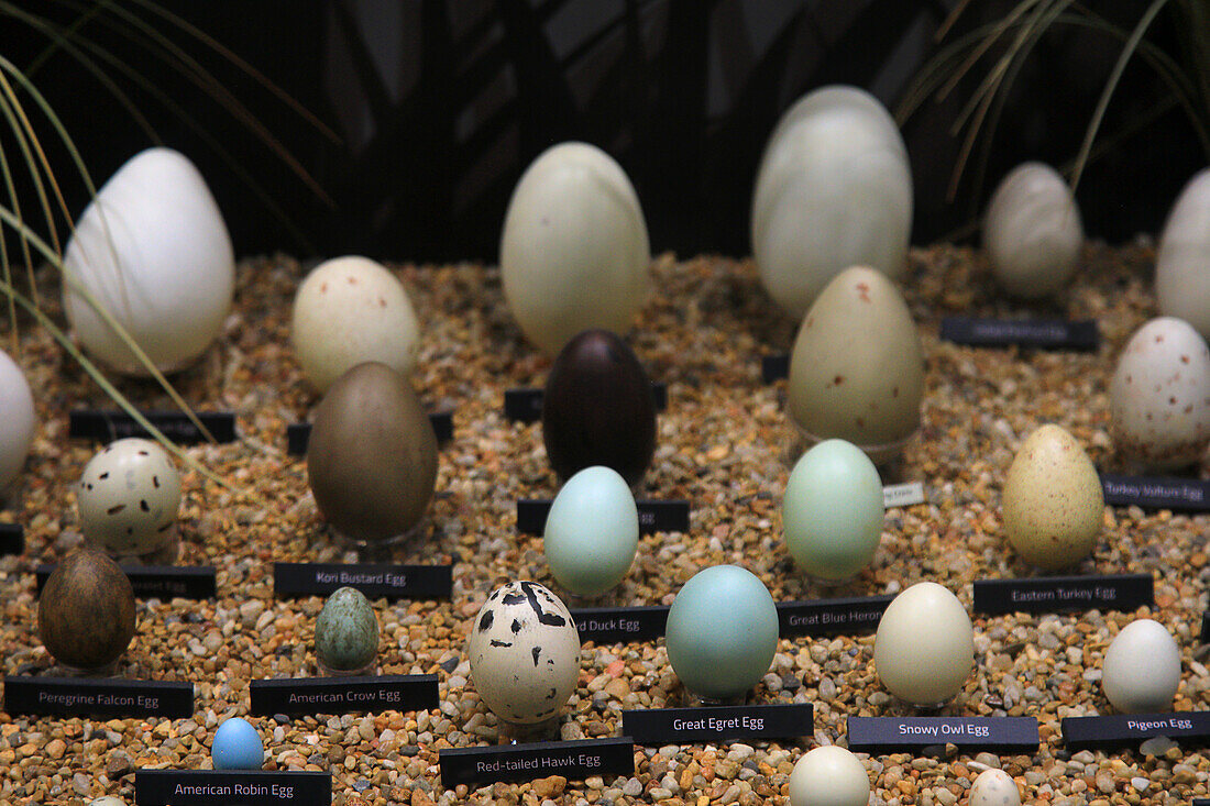 Usa,Floride,Orlando. SKELETONS: Museum für Osteologie. Eier