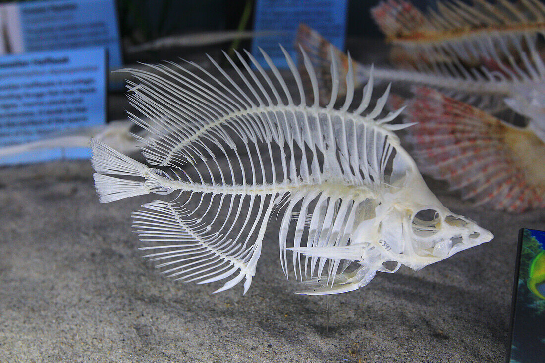 USA, Florida, Orlando. SKELETONS: Museum für Osteologie. Fisch