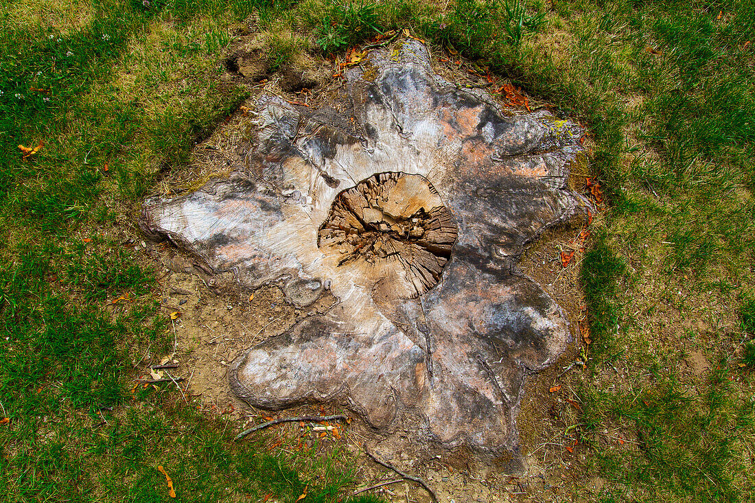 Tree stump