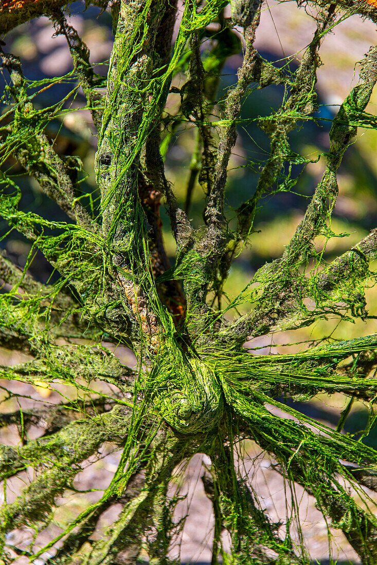 Bike that has been in the water,rusty and full of algae