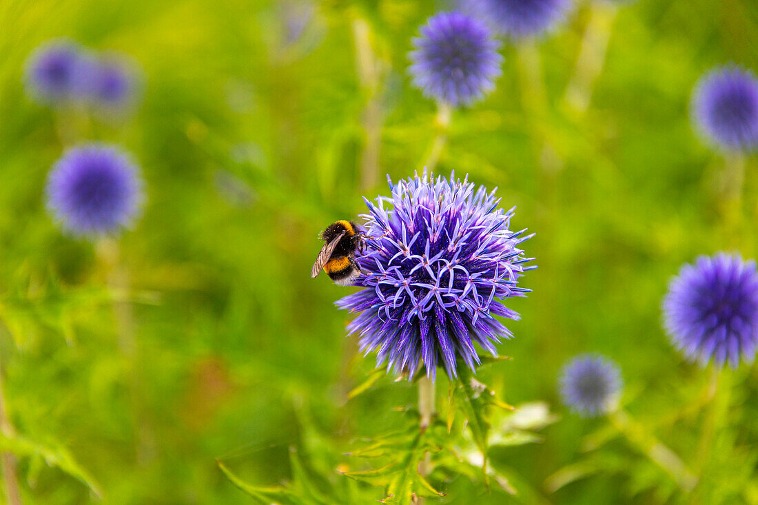 Bumblebee browsing a flower. Echinops ritro