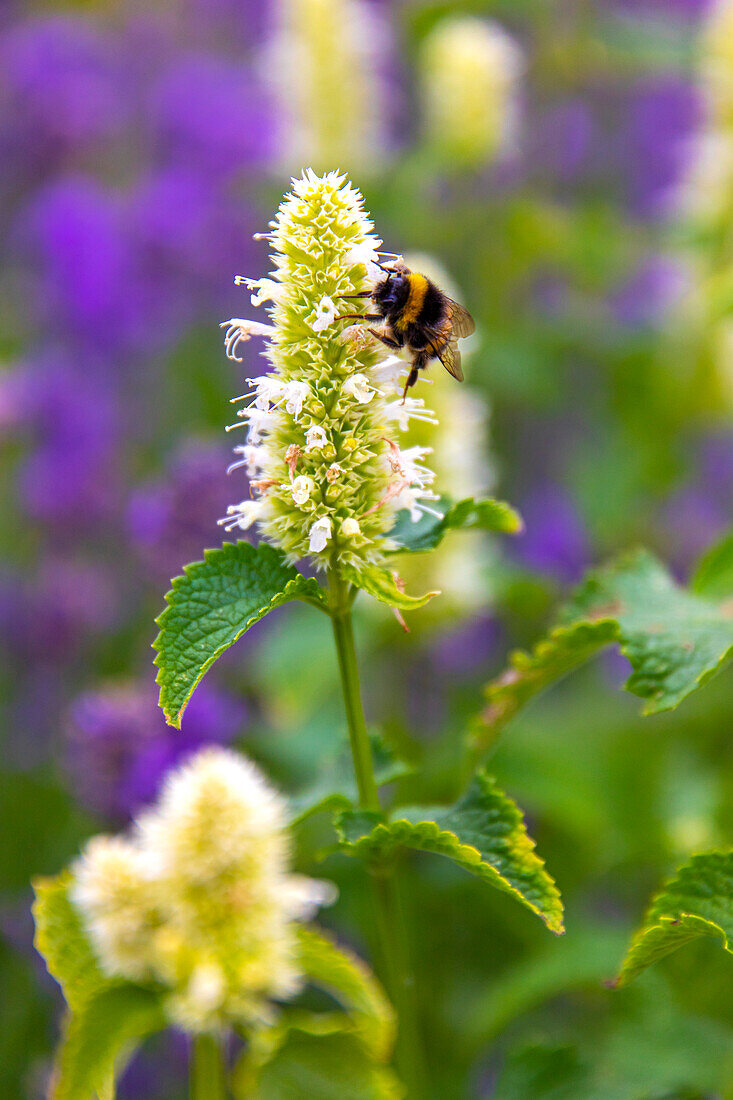 Hummel beim Stöbern in einer Blüte. Agastache foeniculum