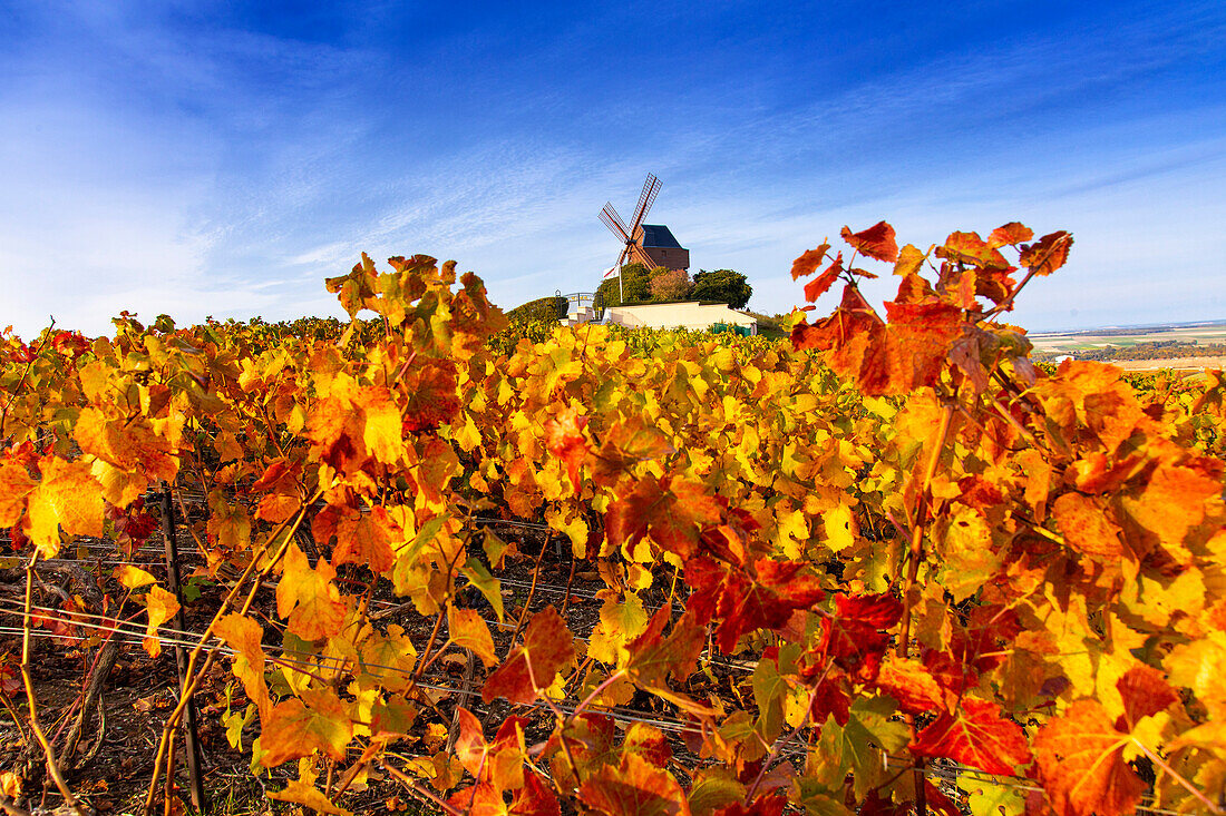 France,Grand-Est,Marne,VerzenayMont-Bœuf. Verzenay windmill. Mumm Champagne