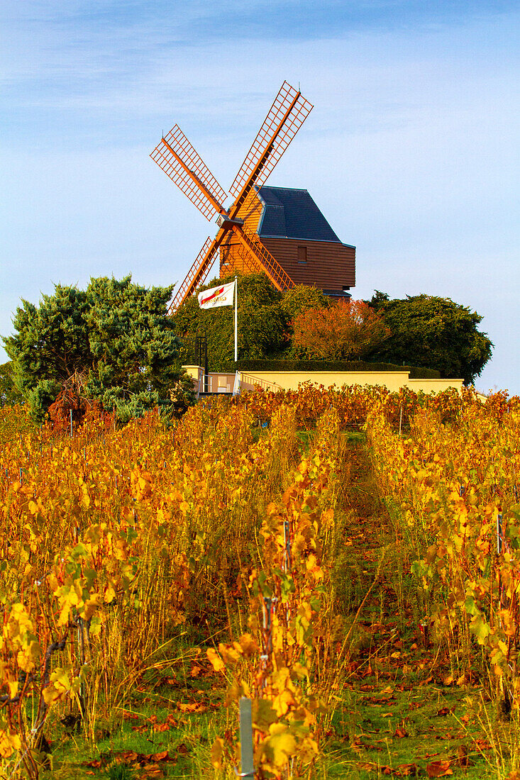 Frankreich,Grand-Est,Marne,VerzenayMont-Bœuf. Verzenay-Windmühle. Mumm Champagner. Reims montain