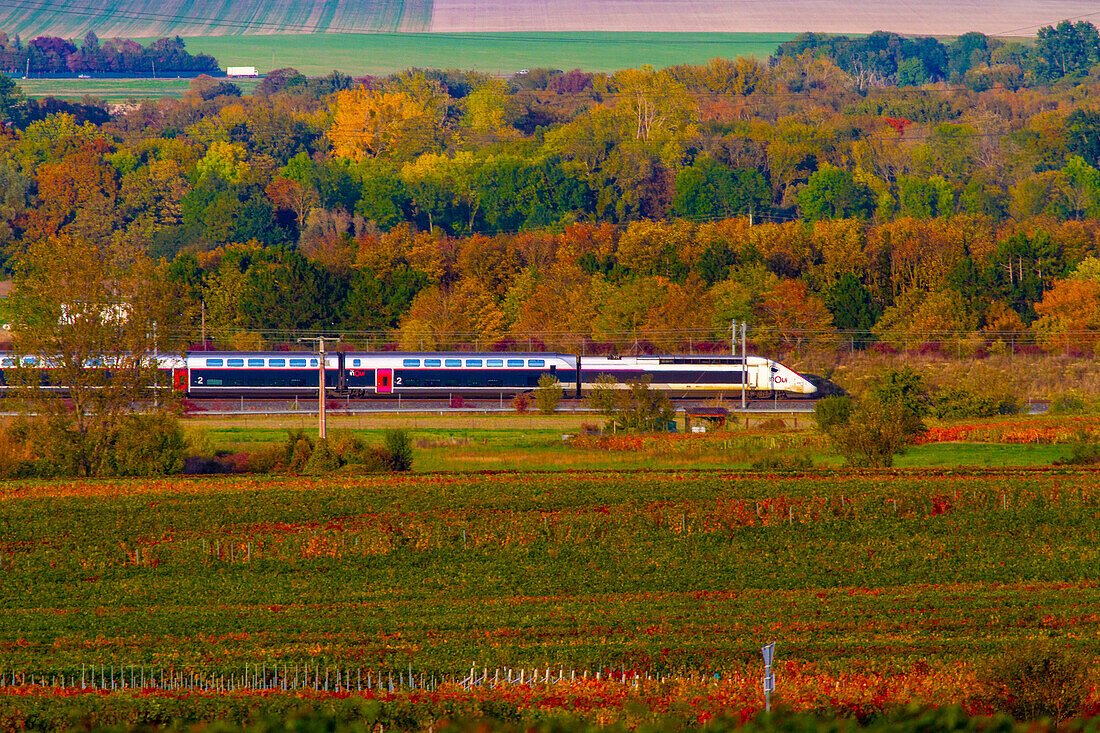 OUI TGV in den Weinbergen der Champagne bei Reims