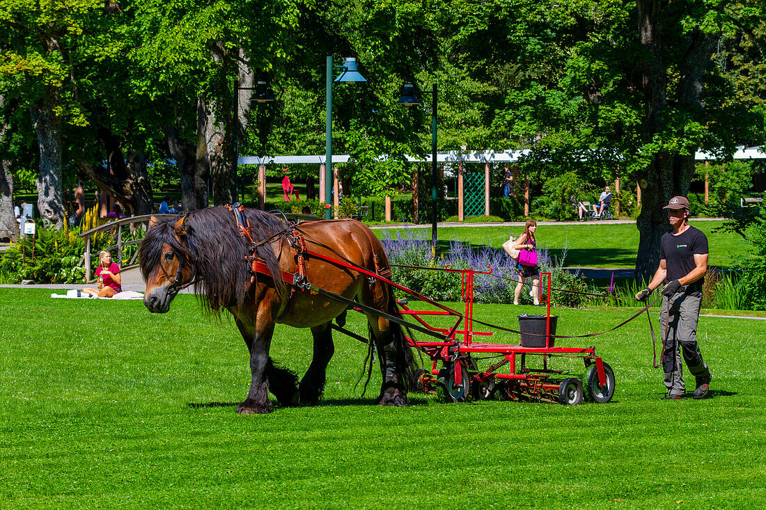 Europe,Sweden,Ostergotland County,Linkoeping. Lawn mowing with a horse. Tradgardsforeningen