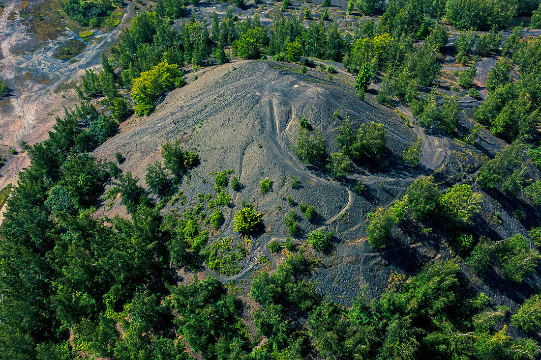 France,Hauts de France,Nord,Rieulay,Terril des Argales,mining site converted into a natural area