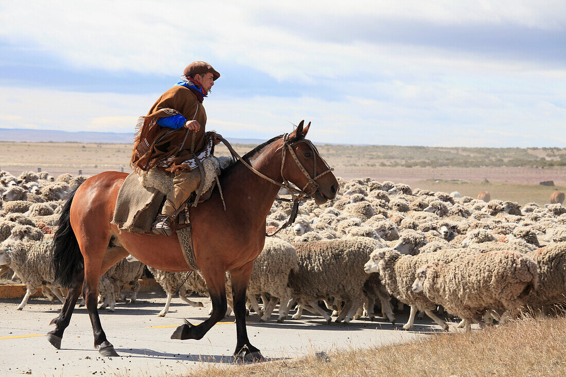 Chile,Magallanes,Patagonia,flock of sheep,shepherd,