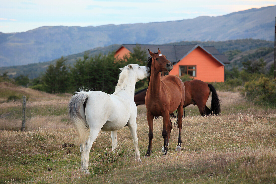 Chile,Magallanes,Torres del Paine,Sector Rio Serrano,horses,