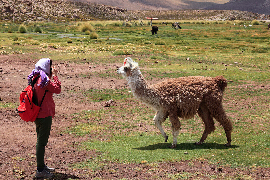 Chile,Antofagasta Region,Anden,Machuca,Tourist fotografiert ein Lama,