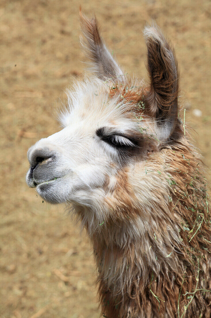 Llama,lama glama,Chile,Antofagasta Region,Andes,Machuca,