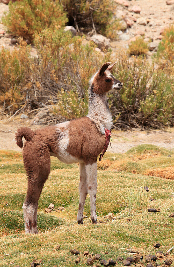 Lama,Lama glama,Chile,Antofagasta Region,Anden,Machuca,