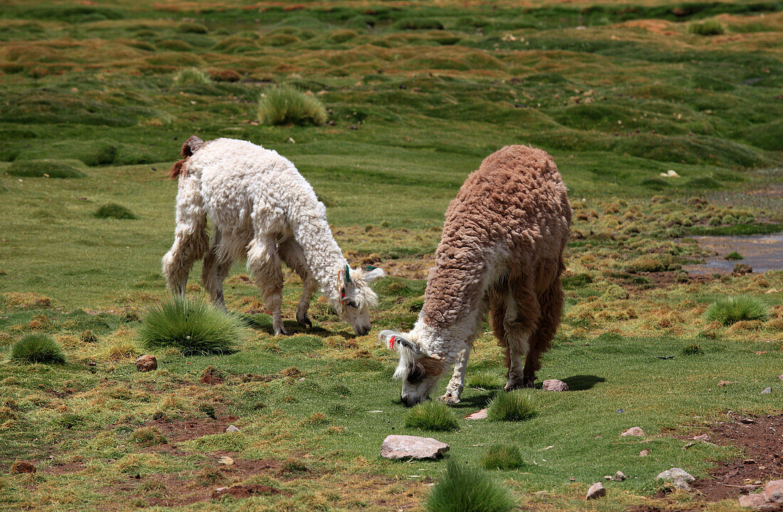 Llamas,lama glama,Chile,Region Antofagasta,Anden,Machuca,