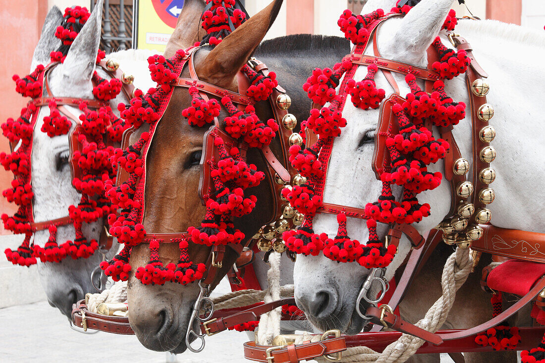 Spanien,Andalusien,Sevilla,Fest,Pferdekutsche