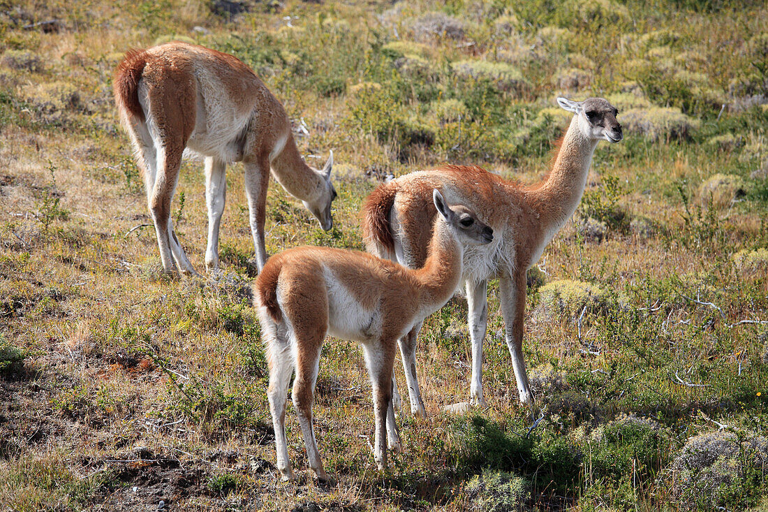 Chile,Magallanes,Torres del Paine,national park,guanacos,lama guanicoe,